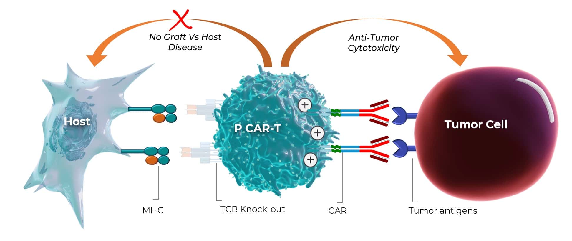 Placental derived T Cell with CAR expression