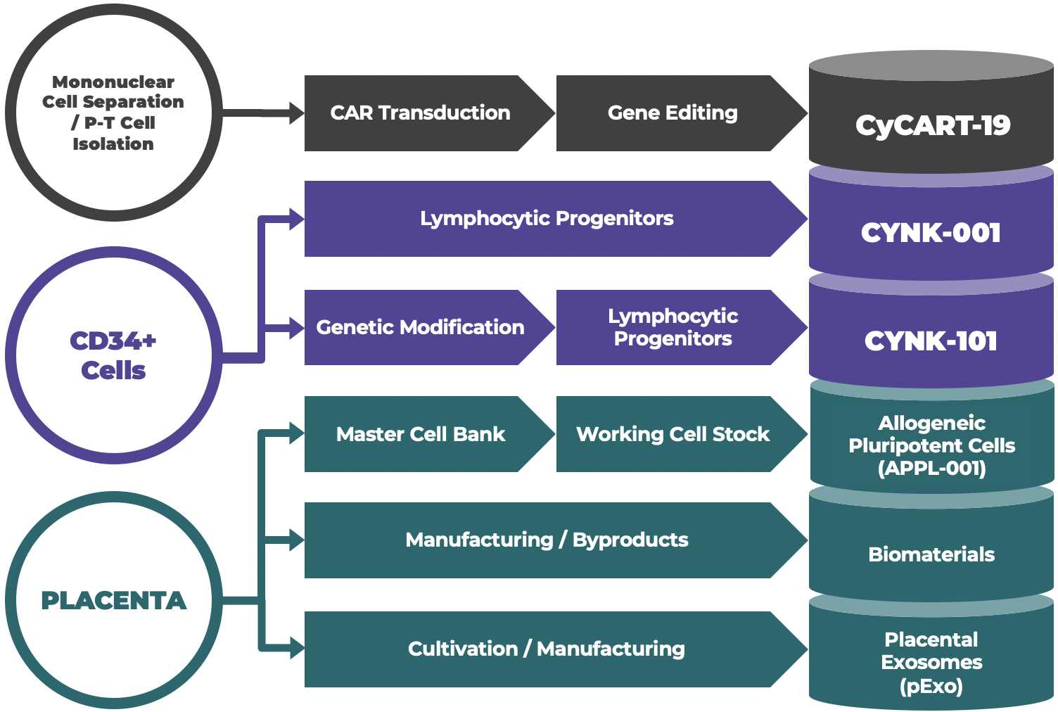 Placenta stem cell manufacturing process